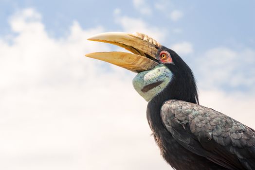 Female bar-pouched wreathed hornbill against a cloudy blue sky