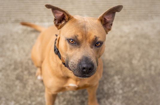 A beautiful brown and blue / grey Pit Bull shelter dog