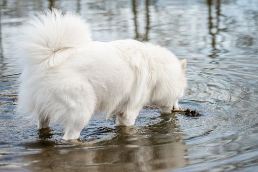 Cute, fluffy white Samoyed dog grabs a stick from the water in a pond at the dog park