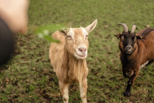 Two domestic pet goats look up at food being offered by a person's hand