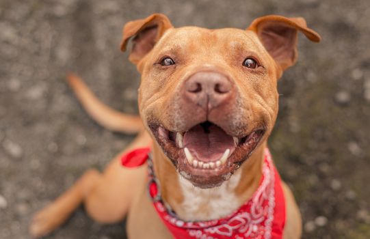 A Pit Bull dog photographed for a California shelter, who has since been adopted!