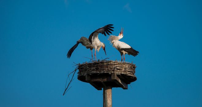 A pair of White Storks on their nest in Vondelpark, Amsterdam