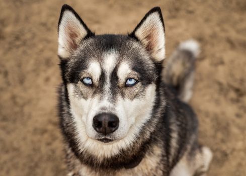 Beautiful husky dog with icy bright blue eyes looks up at the camera with a simple, minimalist, isolated dirt background.