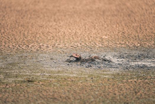 Turkey stuck in a sludge of human feces at a water treatment facility in California