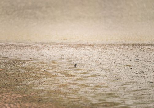 A butterfly standing on sewage at a water treatment facility