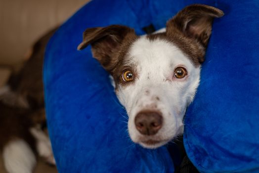 Cute Border Collie dog on a couch, wearing blue inflatable collar