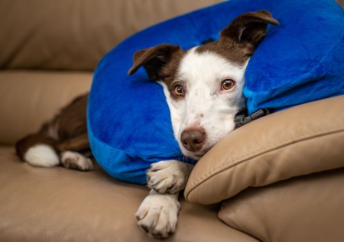 Cute Border Collie dog on a couch, wearing blue inflatable collar