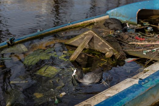 Eurasian coot holds a plastic bag in its beak, near her nest in a half-sunk boat in an Amsterdam canal.