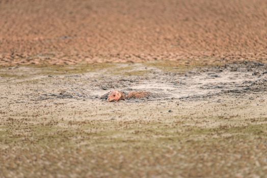 Turkey stuck in a sludge of human feces at a water treatment facility in California