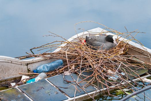 Eurasian coot sitting on a nest made with sticks, plastic, and other human litter and waste. The nest is in a corner of a half-sunk boat in a canal in Amsterdam, the Netherlands.