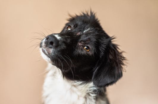 Border Collie mix puppy, missing fur from allergies, looks at the camera with a head tilt
