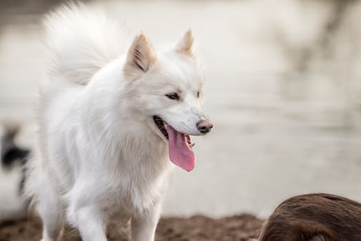 Cute, fluffy white Samoyed dog panting