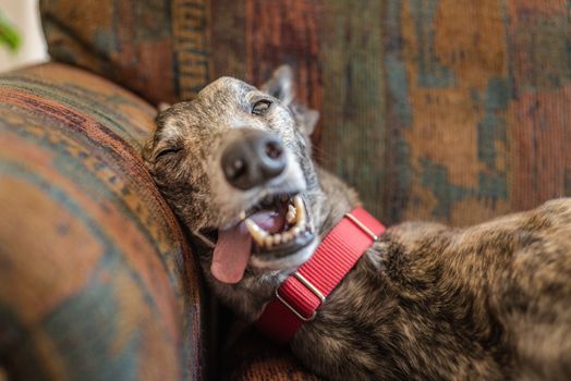Cute rescued greyhound pet dog relaxing on the sofa of his new home