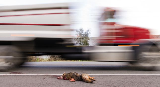 Roadkill - a coyote laying on the side of the road with a truck passing by