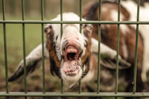 A goat sticks its nose through a fence, making a funny face