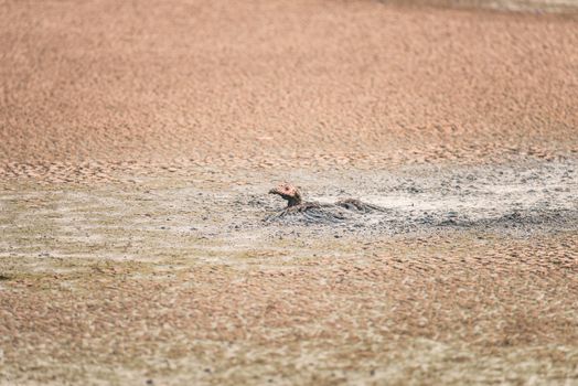 Turkey stuck in a sludge of human feces at a water treatment facility in California