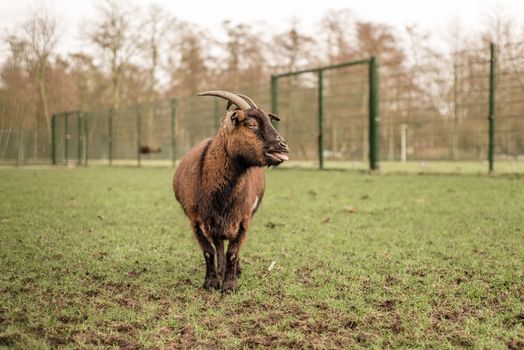 A domestic pet goat with horns stands in a field bleating