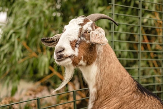 A domestic pet goat stands looking over a fence