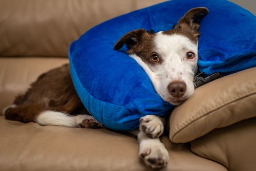 Blue inflatable elizabethan doughnut collar on a wounded dog. Medical care, veterinary objects