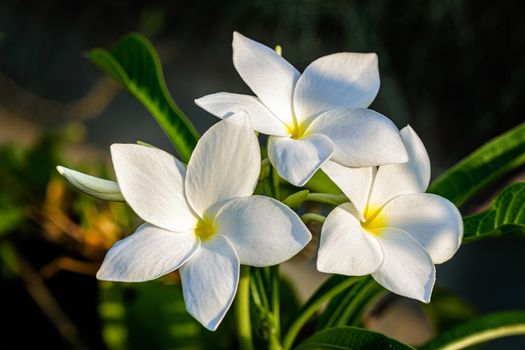 Close up of beautiful white Bridal Bouquet, Plumeria pudica flower with copy space