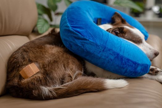 Blue inflatable elizabethan doughnut collar on a wounded dog. Medical care, veterinary objects