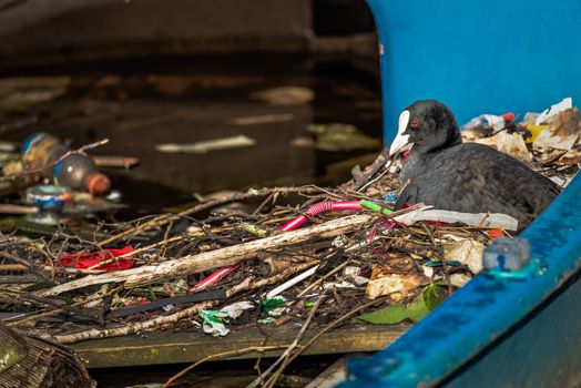 A Eurasian Coot sits on a nest built inside a half-sunk boat in an Amsterdam canal. The nest is filled and made with sticks and a variety of human litter, including plastic straws and bottles.
