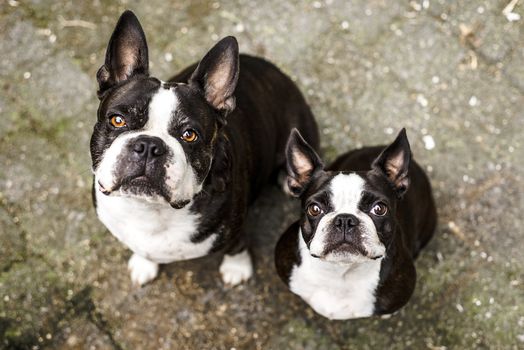 Two Boston Terrier dogs looking up at the camera