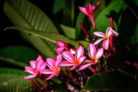 Close up of Pink Frangipani, Plumeria Sp flower with copy space