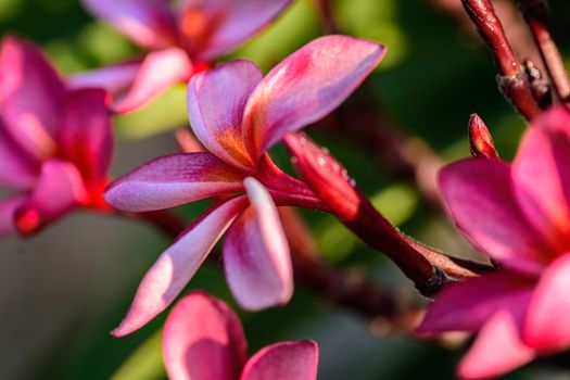 Close up of Pink Frangipani, Plumeria Sp flower with copy space