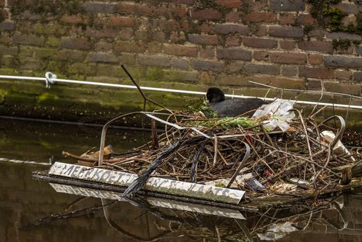 A coot sits on her nest on a man-made breeding platform in Amsterdam, with a handwritten Dutch sign reading, "MEERKOETJE BROEDPLAATS," meaning "Coot nesting place"