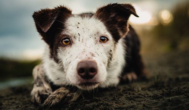 A brown and white Border Collie herding, covered in mud