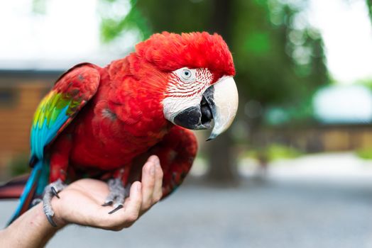 A red-and-green macaw aka green-winged macaw perched on a human hand and looking at the camera