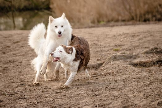 Cute, fluffy white Samoyed dog and her Border Collie friend