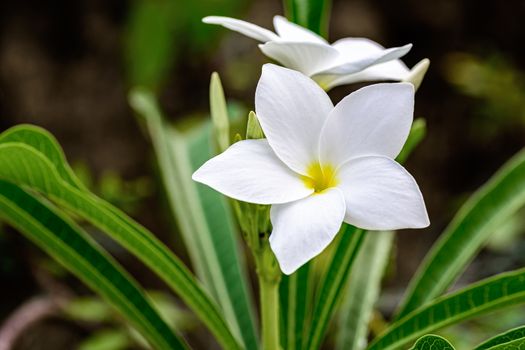 Close up of beautiful white Bridal Bouquet, Plumeria pudica flower with copy space