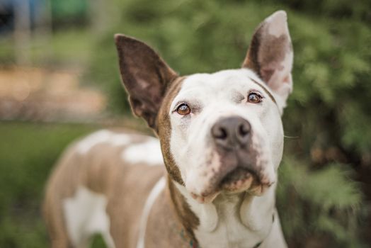 Brown and white rescue dog photographed in her foster home