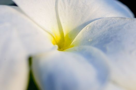 Eaxtreme Close up of beautiful white Bridal Bouquet, Plumeria pudica flower with water drops, copy space