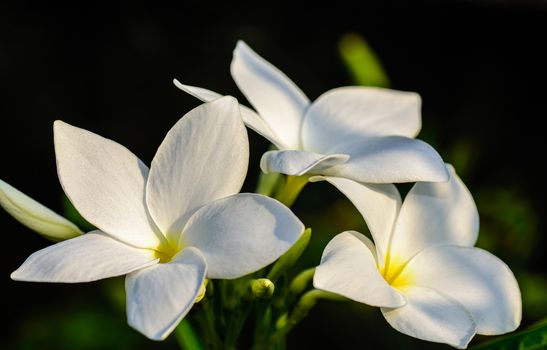 Close up of beautiful white Bridal Bouquet, Plumeria pudica flower with copy space