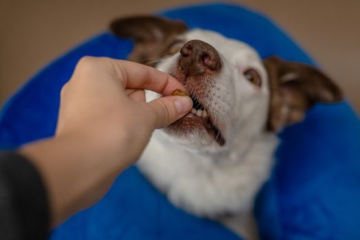 Border Collie dog wearing a blue inflatable collar and taking a treat