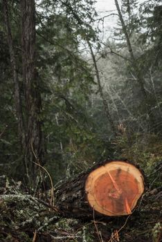 Deforestation of the ancient Redwoods in Humboldt Cacounty, Northern California