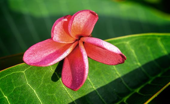 Close up of Pink Frangipani, Plumeria Sp flower with copy space