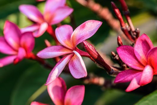 Close up of Pink Frangipani, Plumeria Sp flower with copy space