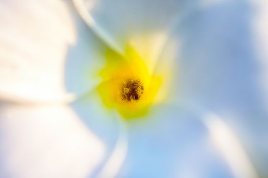 Eaxtreme Close up of beautiful white Bridal Bouquet, Plumeria pudica flower with water drops, copy space