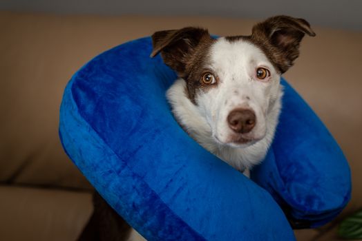 Blue inflatable elizabethan doughnut collar on a wounded dog. Medical care, veterinary objects