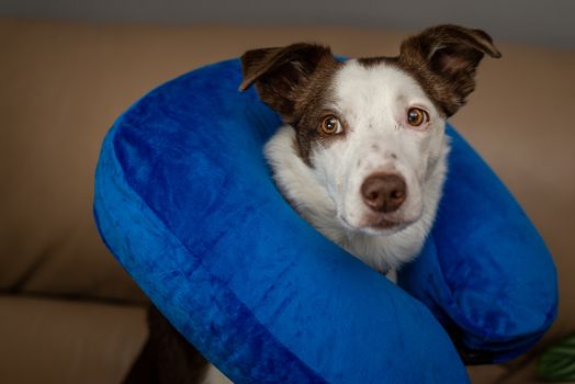 Blue inflatable elizabethan doughnut collar on a wounded dog. Medical care, veterinary objects