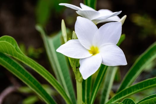 Close up of beautiful white Bridal Bouquet, Plumeria pudica flower with copy space