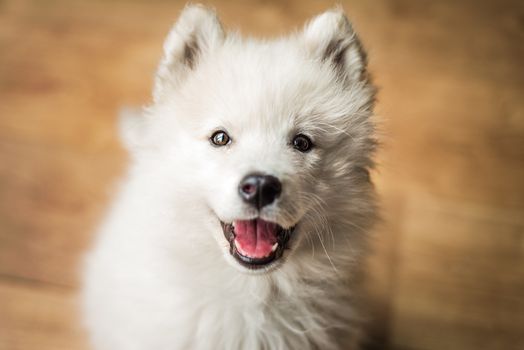 Cute, young, playful Samoyed puppy indoors looks up at the camera with a happy expression and a smile