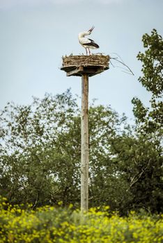 A White Stork on its nest in Vondelpark, Amsterdam