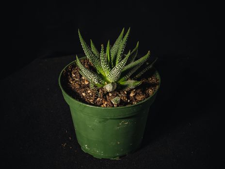 Potted zebra plant succulent, aka Haworthia Fasciata on a black background