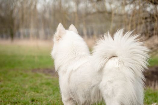 Cute, fluffy white Samoyed dog looks into the distance