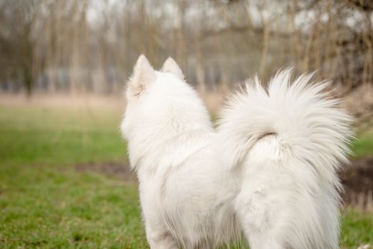 Cute, fluffy white Samoyed dog looks into the distance